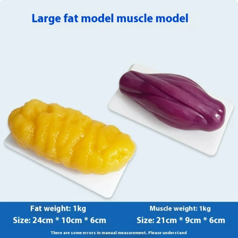 Menschliche Muskel- und Fettre – The Nutrition Fitness Bewertung und Preis